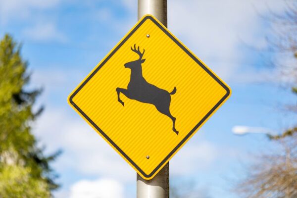 Deer Season in Nevada: What Reno and Sparks Drivers Should Know About Animal Collisions